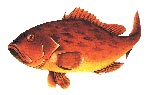 bali_fishing_grouper