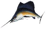 bali_fishing_sailfish