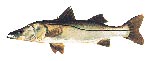 bali_fishing_snook