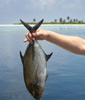 bali fishing photogallery